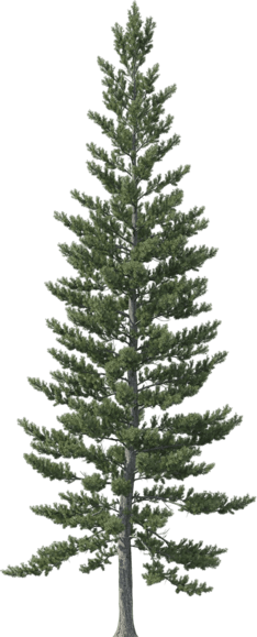 Ornaments