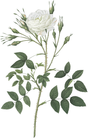 Ornament