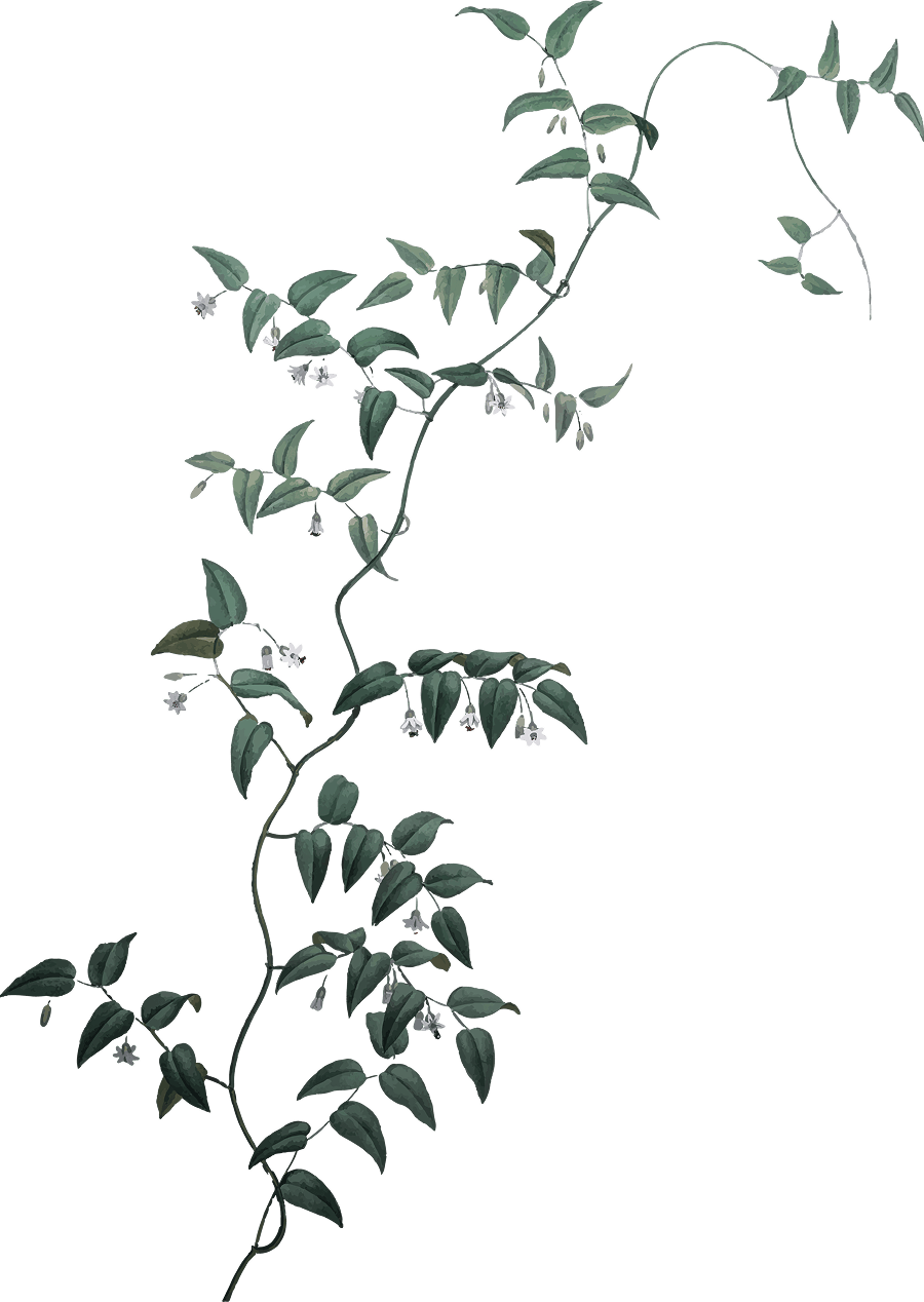 Ornaments